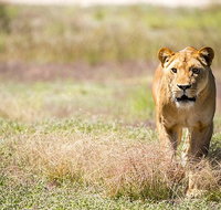 Lions at Bedtime and a day at Monarto Safari Park - Australia Accommodation