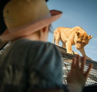 Lions 360 Experience and a Day at Monarto Safari Park - Australia Accommodation