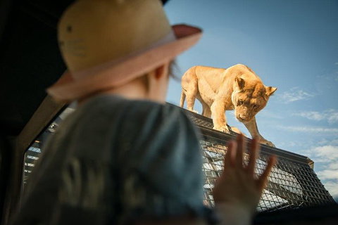 Lions 360 Experience And A Day At Monarto Safari Park - Australia Accommodation 0