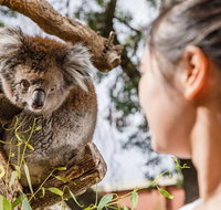 Adelaide Zoo Behind the Scenes Experience Koala Encounter - Australia Accommodation