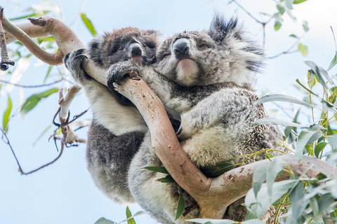 Adelaide To Melbourne 3-Day Trip Through Grampians And Great Ocean Road - Australia Accommodation 9