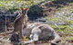 Adelaide To Melbourne 3-Day Trip Through Grampians And Great Ocean Road - thumb 5