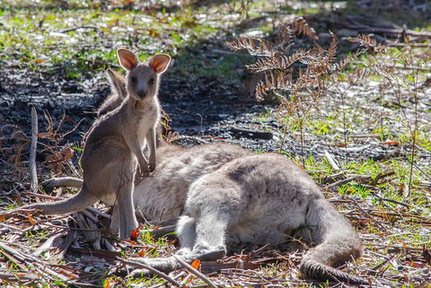 Adelaide To Melbourne 3-Day Trip Through Grampians And Great Ocean Road - Australia Accommodation 5
