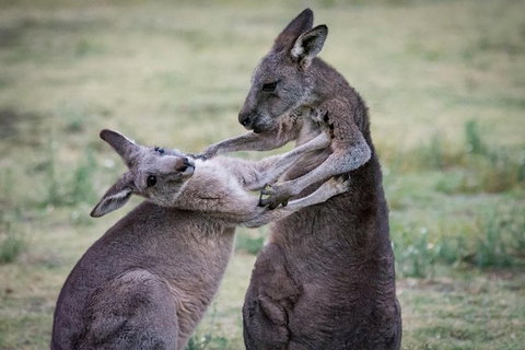 Adelaide To Melbourne 3-Day Trip Through Grampians And Great Ocean Road - Australia Accommodation 10