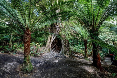 Adelaide To Melbourne 3-Day Trip Through Grampians And Great Ocean Road - Australia Accommodation 4