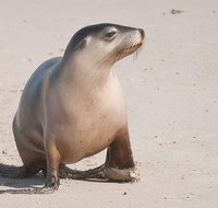 2-Day Kangaroo Island 4WD Small-Group Tour from Adelaide - Australia Accommodation