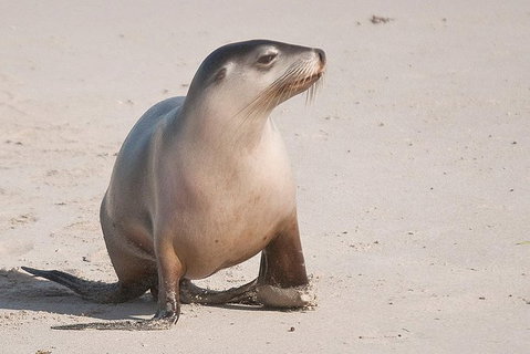 2-Day Kangaroo Island 4WD Small-Group Tour From Adelaide - Australia Accommodation 0
