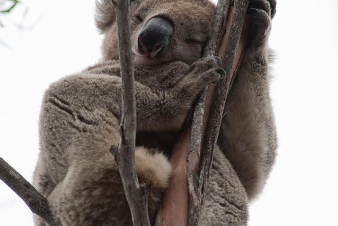 2-Day Kangaroo Island 4WD Small-Group Tour From Adelaide - Australia Accommodation 1