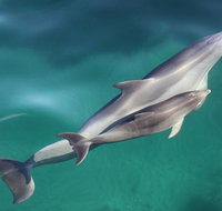 Dolphin Cruise from Adelaide with Optional Dolphin Swim - Australia Accommodation