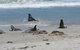 2-Day Kangaroo Island Adventure Tour From Adelaide - thumb 5