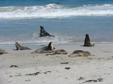 2-Day Kangaroo Island Adventure Tour From Adelaide - Australia Accommodation 5