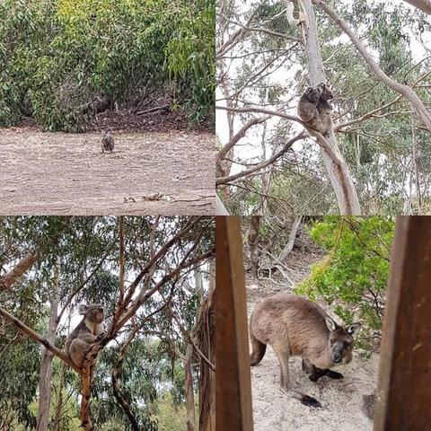 2-Day Kangaroo Island Adventure Tour From Adelaide - Australia Accommodation 3