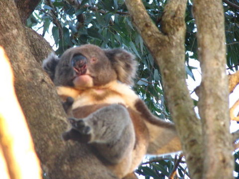 2-Day Kangaroo Island Adventure Tour From Adelaide - Australia Accommodation 7