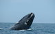 3 Day Whale Watching Tour From Adelaide - thumb 5