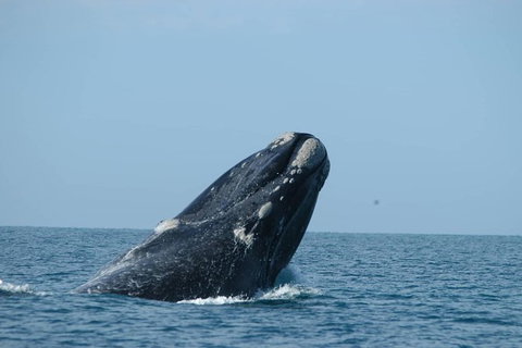 3 Day Whale Watching Tour From Adelaide - Australia Accommodation 5