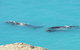 3 Day Whale Watching Tour From Adelaide - thumb 7