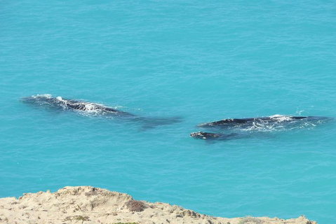 3 Day Whale Watching Tour From Adelaide - Australia Accommodation 7