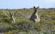 3 Day Whale Watching Tour From Adelaide - thumb 3