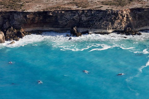 3 Day Whale Watching Tour From Adelaide - Australia Accommodation 14