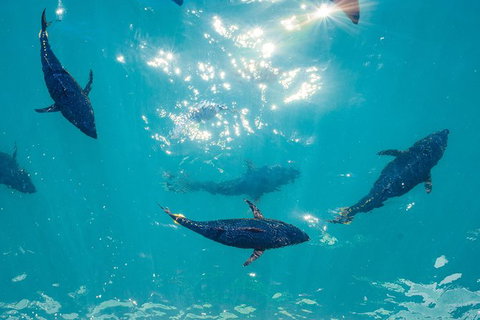 2 Hour Aquarium Tour - Australia Accommodation 1
