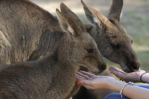Full-Day Tour In South Australia Highlights - Australia Accommodation 7