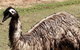Full-Day Tour In South Australia Highlights - thumb 3