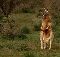 Flinders Ranges  Outback  3 Day Small Group Eco Safari - Australia Accommodation