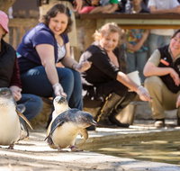 Adelaide Zoo Behind the Scenes Experience Penguins in Person - Australia Accommodation