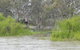 Murray River Riverboat Tour Including Lunch From Adelaide - thumb 4