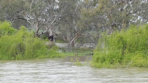 Murray River Riverboat Tour Including Lunch From Adelaide - Australia Accommodation 4