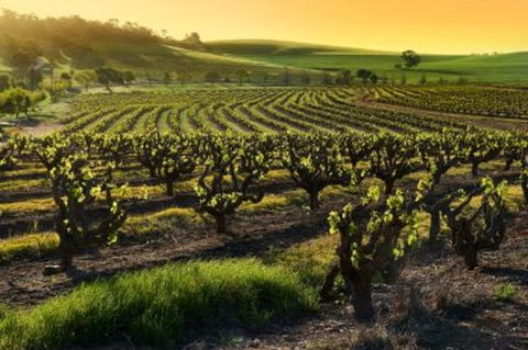Adelaide Super Saver: Adelaide City Sightseeing Tour Plus Barossa Valley And Hahndorf Tour - Australia Accommodation 1
