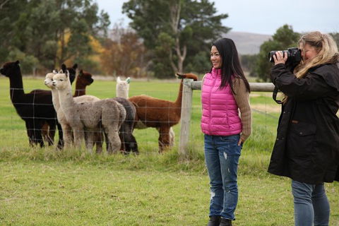 Alpaca Farm 2 Hour Tour - Australia Accommodation 1