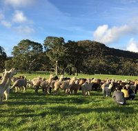 Alpaca Farm 2 hour Tour - Australia Accommodation