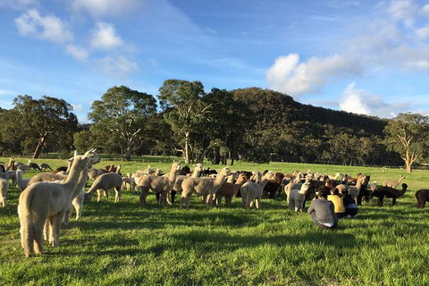 Alpaca Farm 2 Hour Tour - Australia Accommodation 0