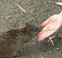 Food Tours Australia Cleland Wildlife Tour - Australia Accommodation