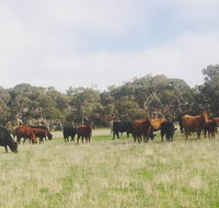 Waitpinga Farm Quad-Bike Tour - Australia Accommodation