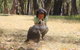 Shore Excursion: Adelaide City Sights, Cleland Wildlife, Mount Lofty, Penfolds - thumb 3