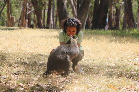 Shore Excursion: Adelaide City Sights, Cleland Wildlife, Mount Lofty, Penfolds - Australia Accommodation 3