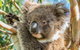 Shore Excursion: Adelaide City Sights, Cleland Wildlife, Mount Lofty, Penfolds - thumb 2