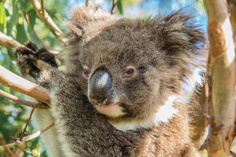 Shore Excursion: Adelaide City Sights, Cleland Wildlife, Mount Lofty, Penfolds - Australia Accommodation 2