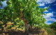 Small Tour Barossa Valley Voyager Tour From Adelaide Or Glenelg - thumb 2