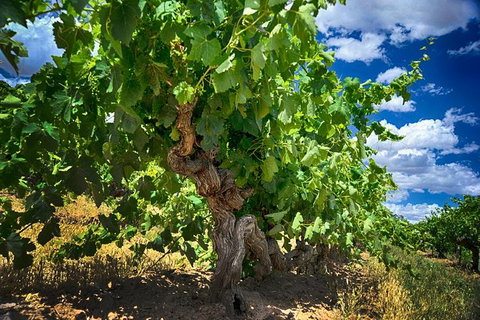 Small Tour Barossa Valley Voyager Tour From Adelaide Or Glenelg - Australia Accommodation 2