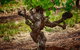 Small Tour Barossa Valley Voyager Tour From Adelaide Or Glenelg - thumb 11