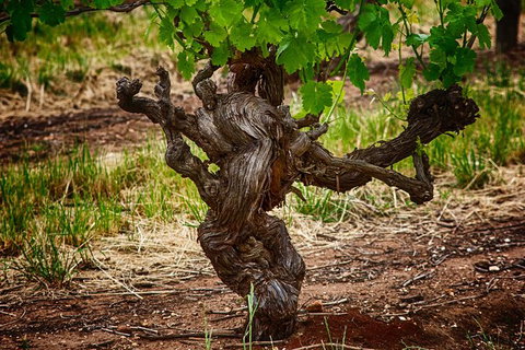 Small Tour Barossa Valley Voyager Tour From Adelaide Or Glenelg - Australia Accommodation 11