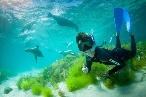 Half-Day Sea Lion Snorkeling Tour From Port Lincoln - Australia Accommodation 0
