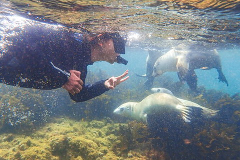 Half-Day Sea Lion Snorkeling Tour From Port Lincoln - Australia Accommodation 8