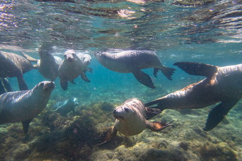 Half-Day Sea Lion Snorkeling Tour From Port Lincoln - Australia Accommodation 2