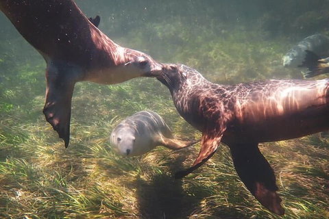 Half-Day Sea Lion Snorkeling Tour From Port Lincoln - Australia Accommodation 6