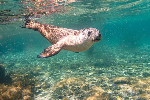 Half-Day Sea Lion Snorkeling Tour From Port Lincoln - Australia Accommodation 4