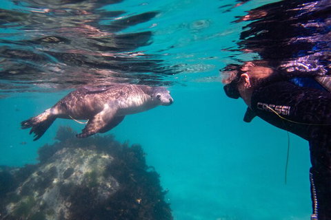 Half-Day Sea Lion Snorkeling Tour From Port Lincoln - Australia Accommodation 5